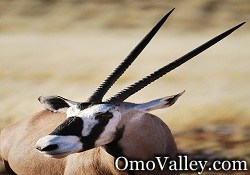 An Oryx in Southern Africa
